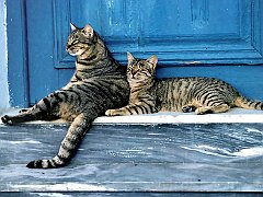 Gatti (183)